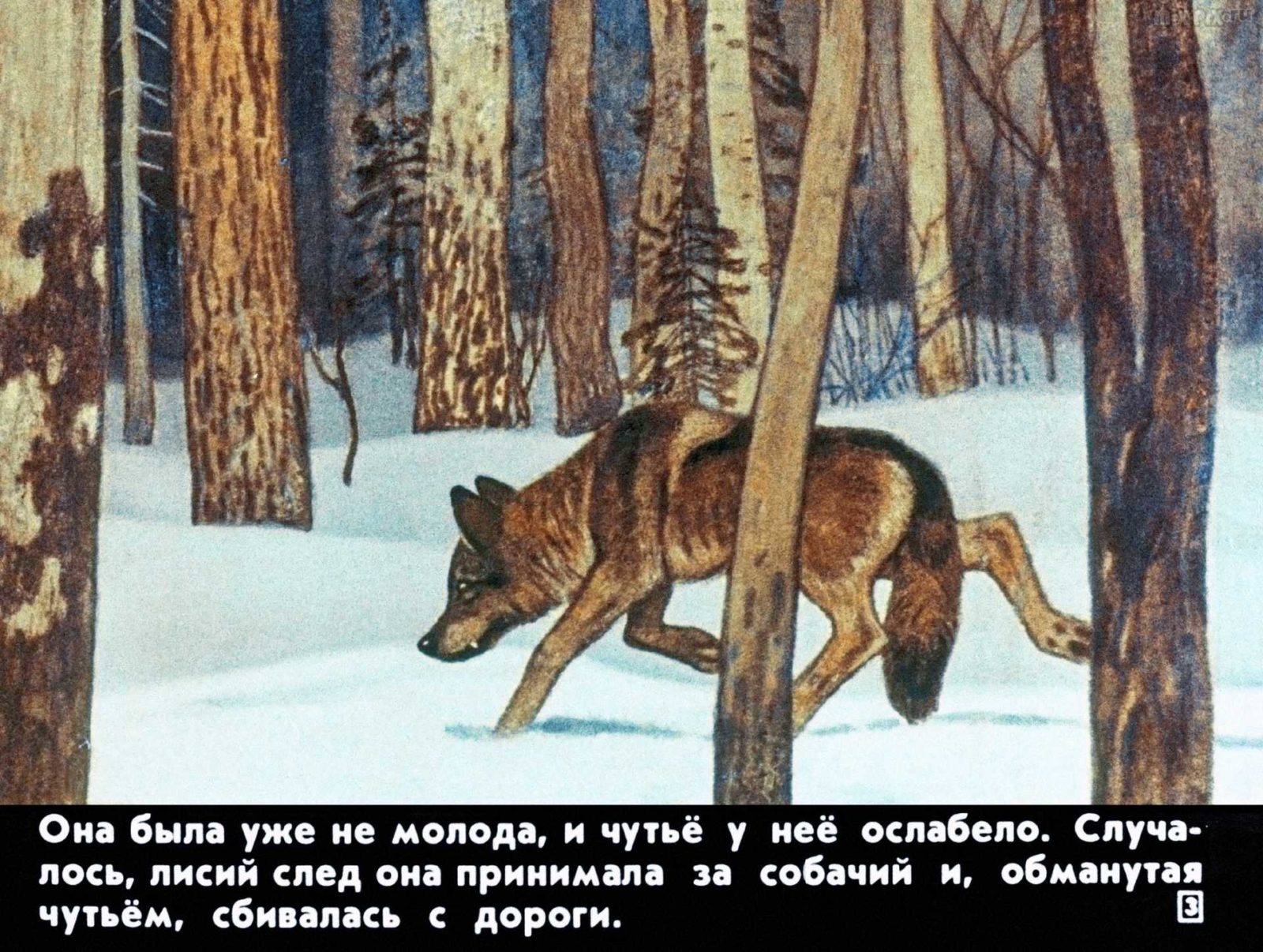 Диафильм - Белолобый (1988)
