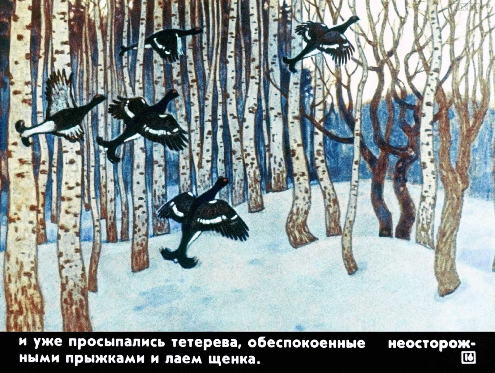 Белолобый (1988) 23