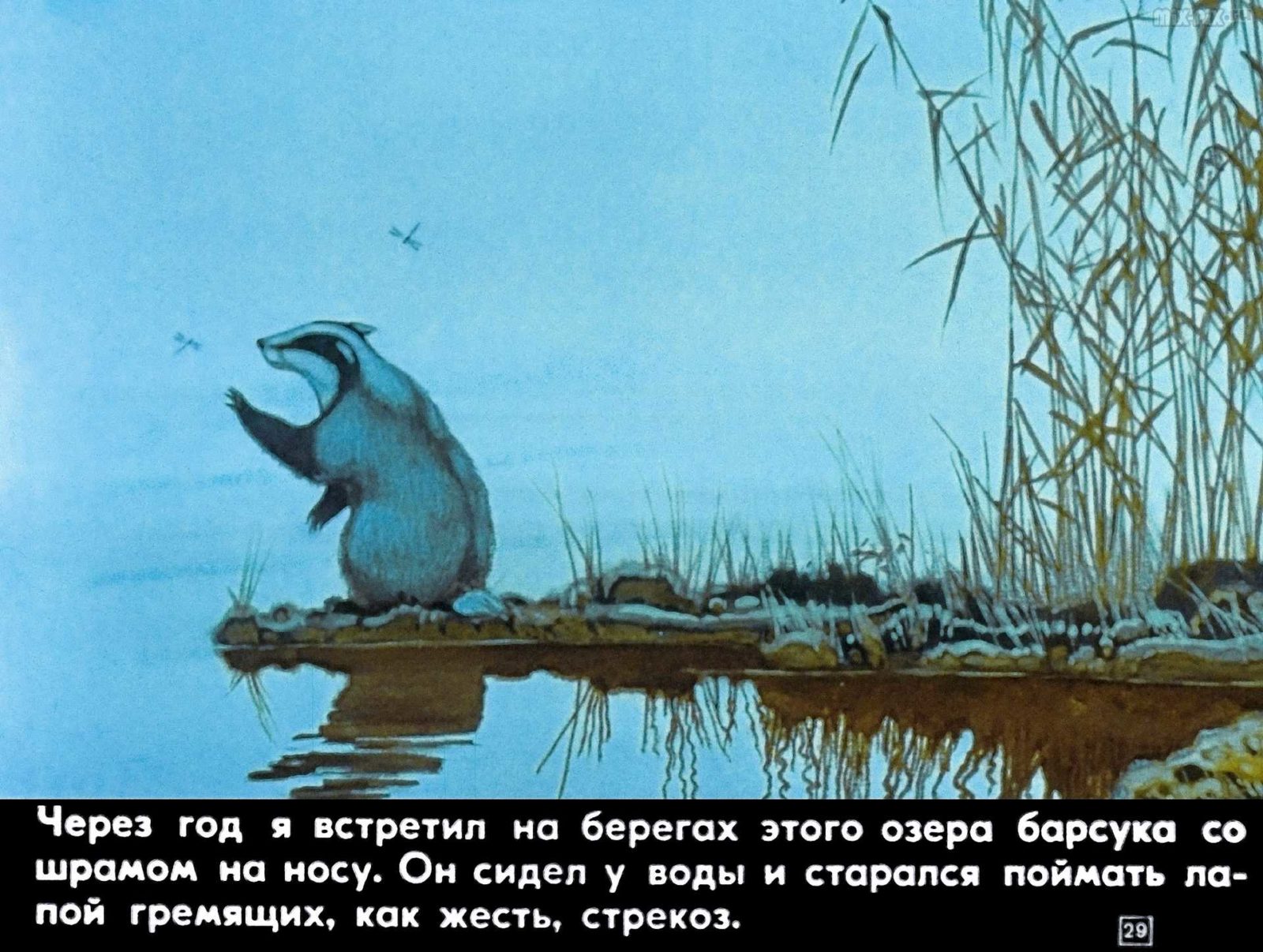 Диафильм - Барсучий нос (1982)
