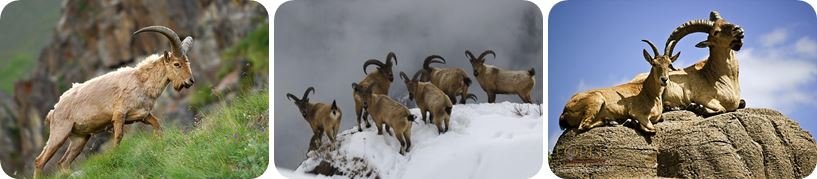 Кавказский тур горные козлы