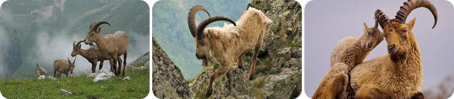 Кавказский тур горные козлы