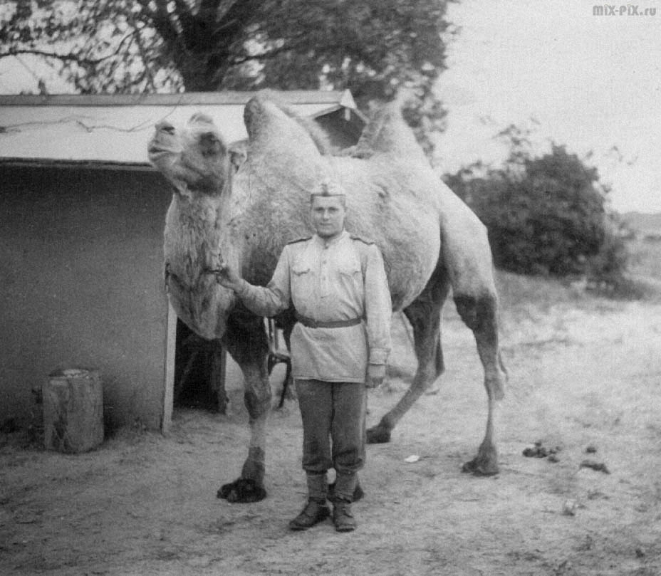 Верблюд Яшка. Берлин, май 1945 г.