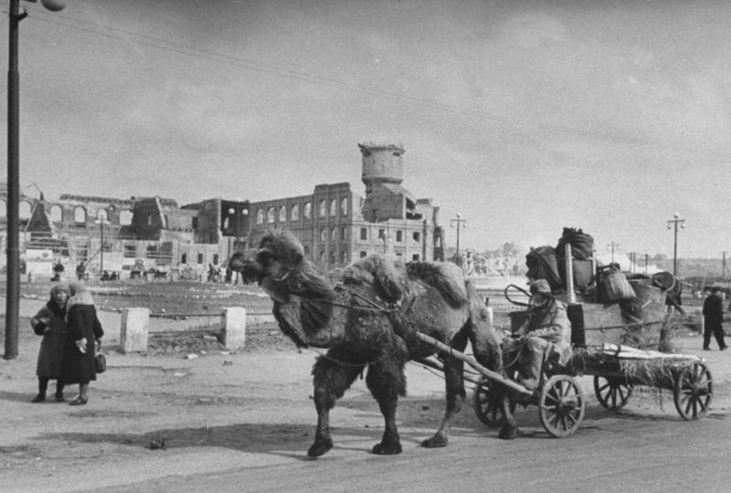 Запряженный в телегу верблюд на улице Сталинграда. На заднем плане — полуразрушенный вокзал «Сталинград-1»