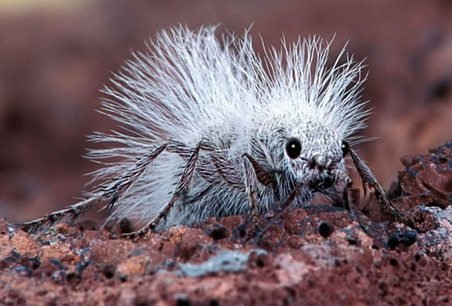 Дело не в маскировке: зачем пустынному бархатному муравью белый пух 6