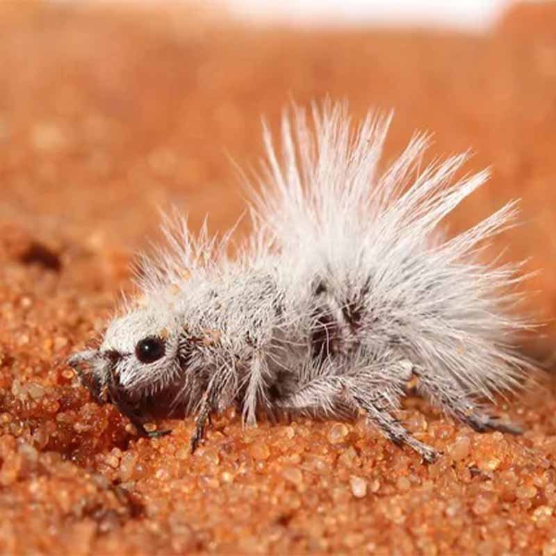 Дело не в маскировке: зачем пустынному бархатному муравью белый пух 7