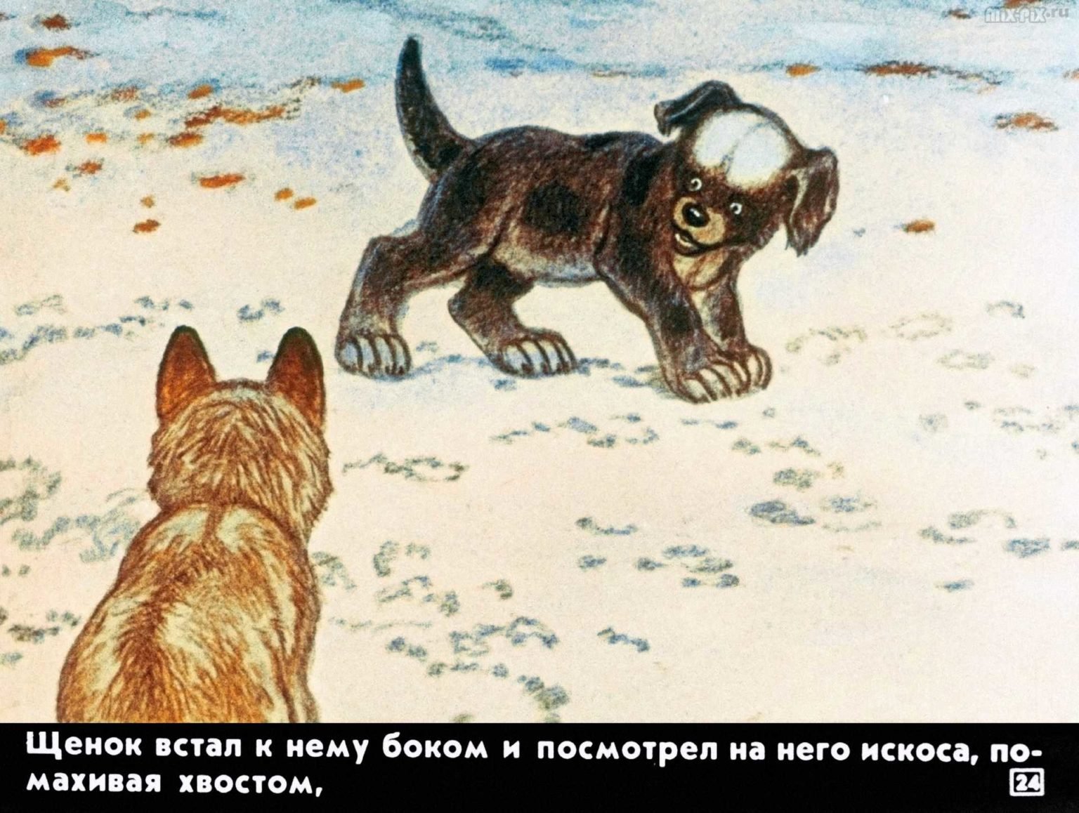 Рисунок к рассказу белолобый