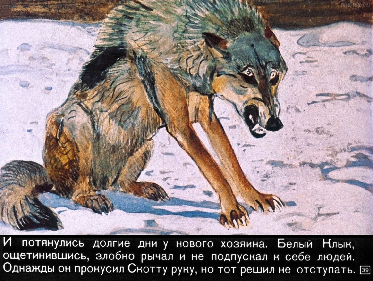 Бурый волк Джек Лондон иллюстрации