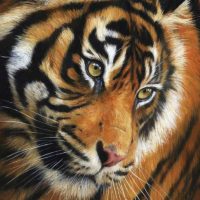Английский художник David Stribbling  | Часть 2. (Тигры)