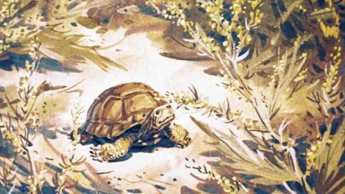 Диафильм - Пять дней из жизни черепахи