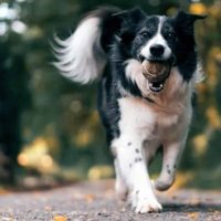 7 лучших пород собак для походов